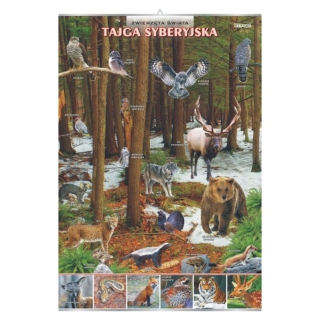 Plansza - Tajga syberyjska - zwierzęta w środowisku