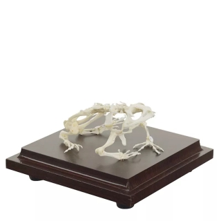 Szkielet żaby na podstawie 1:1| Wyposażenie pracowni biologicznej