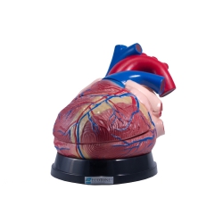 Model serca - duży