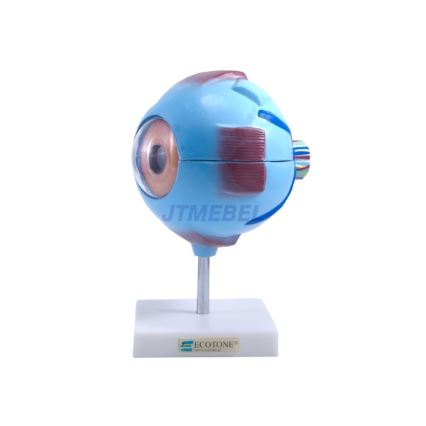 Model oka ludzkiego - na podstawie