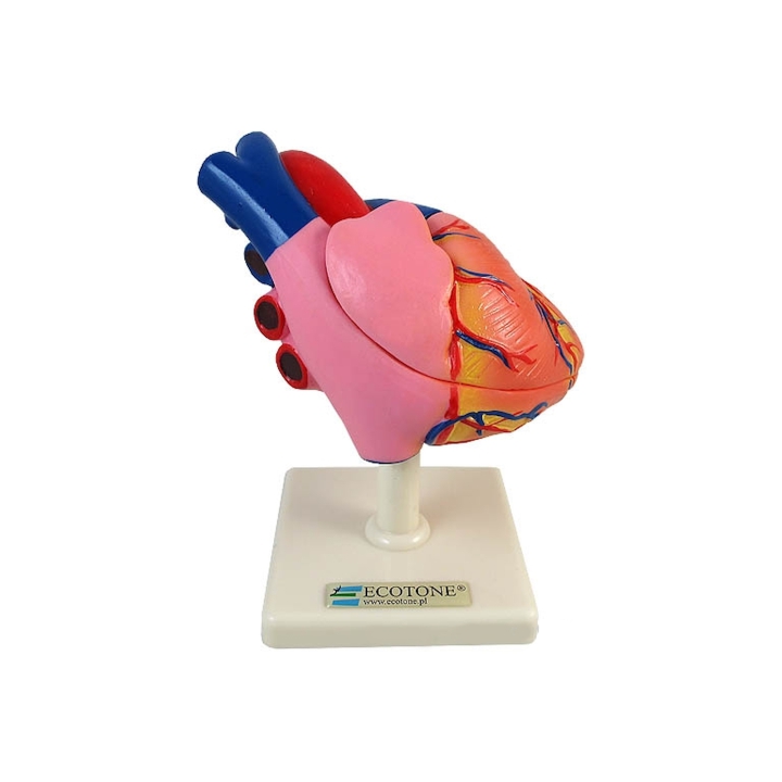 Model serca ludzkiego | Wyposażenie pracowni biologicznej