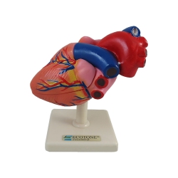 Model serca ludzkiego -...