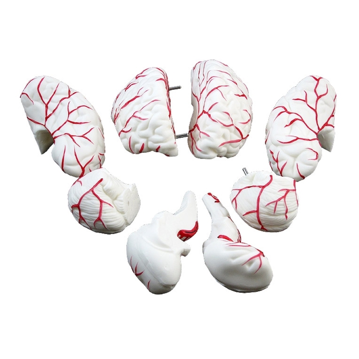 Mózg człowieka z naczyniami | Wyposażenie pracowni biologicznej