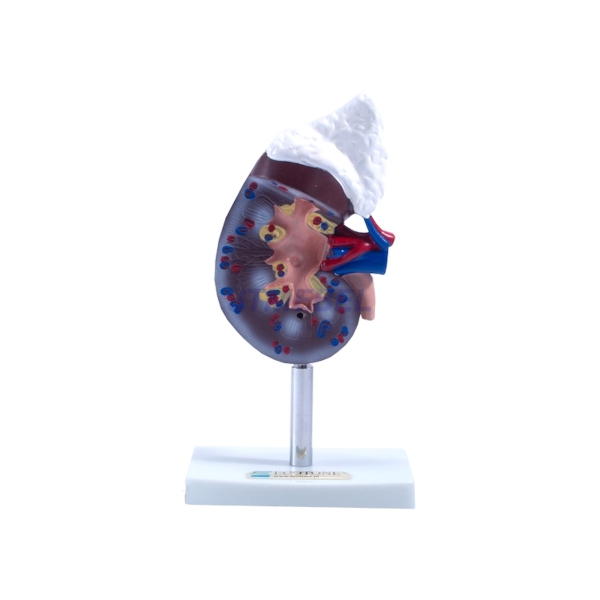 Nerka z nadnerczem - 2 części