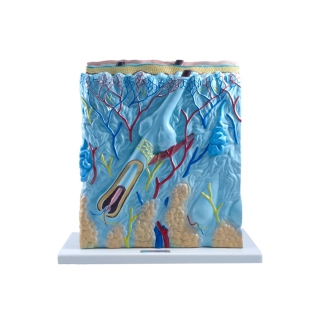 Model skóry człowieka | Wyposażenie pracowni biologicznej