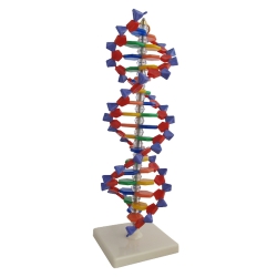 DNA - model 3D