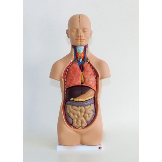 Model torsu człowieka 50 cm | Wyposażenie pracowni biologicznej