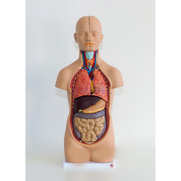 Tors człowieka - model