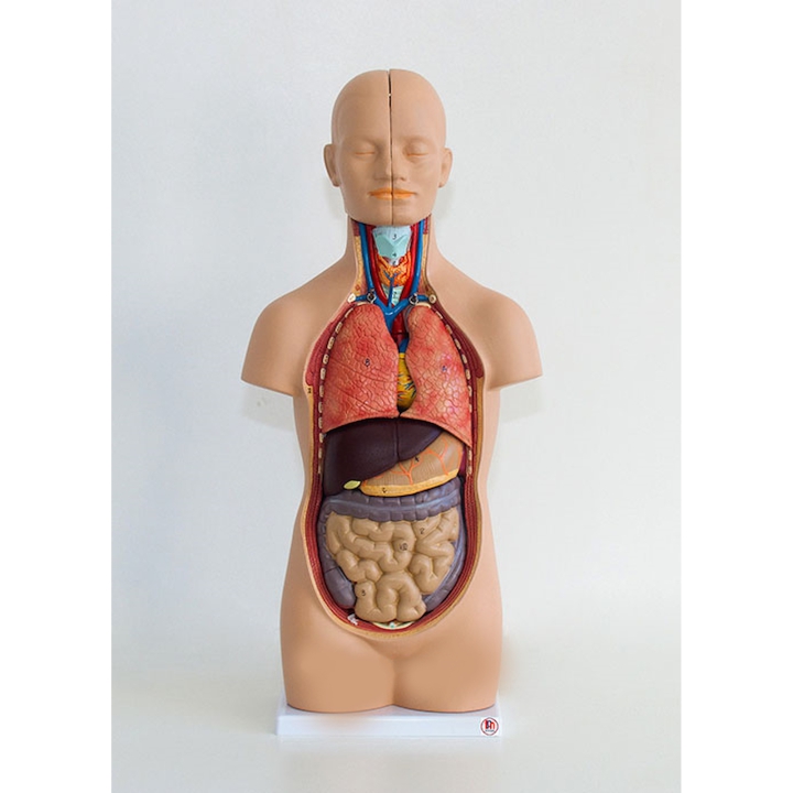 Model torsu człowieka 50 cm | Wyposażenie pracowni biologicznej