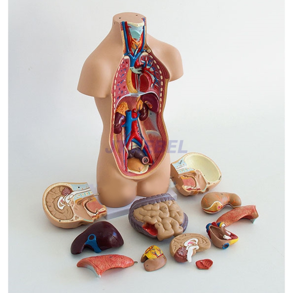 Tors człowieka - model